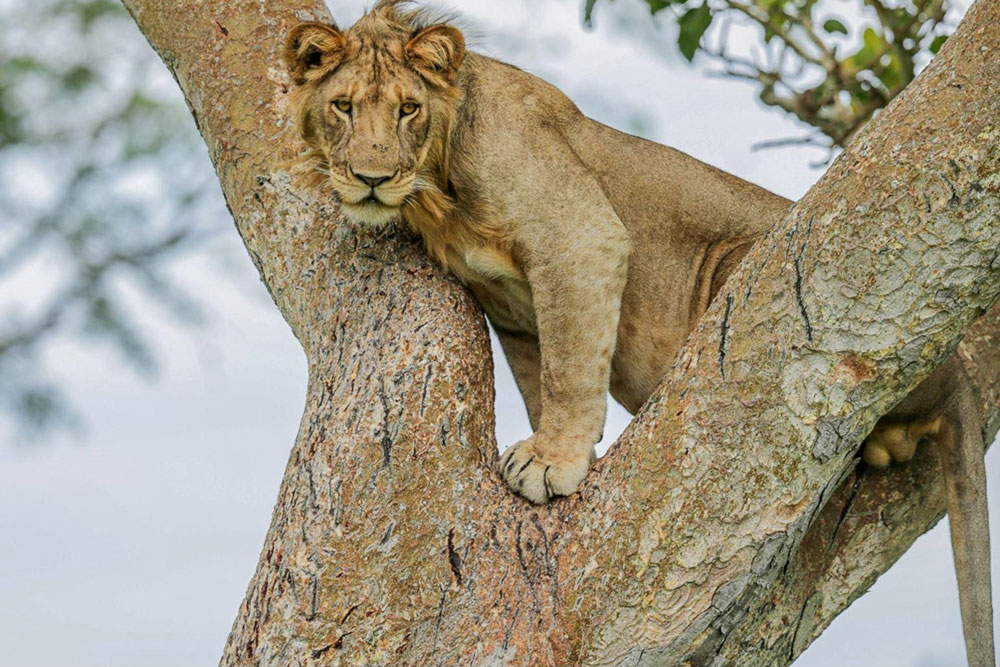 Lion at Queen Elizabeth National Park near Kyambura Gorge Lodge / Courtesy of Volcanoes Safaris luxury Uganda safari