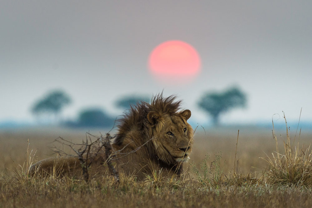 Lion at Kafue National Park near Shumba Camp / Dana Allen / Courtesy of Wilderness Safaris
