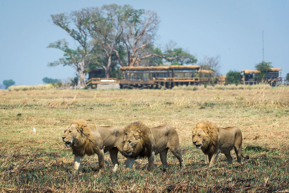 Lion near Shumba Camp / Dana Allen / Courtesy of Wilderness Safaris