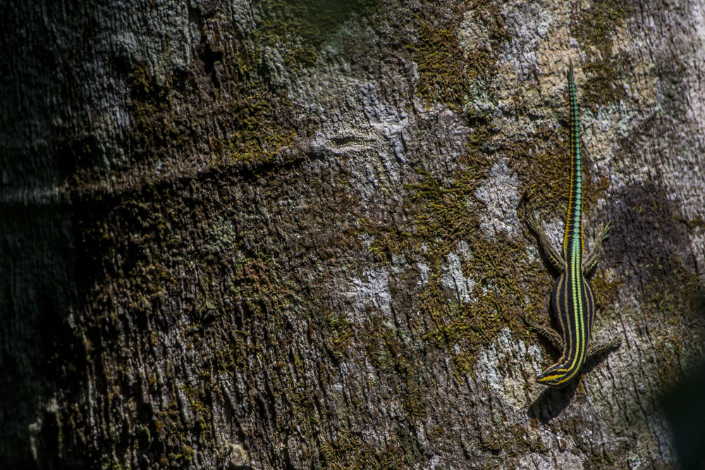 Lizard near Ngaga Camp / Courtesy of Congo Conservation Company luxury Congo gorilla lodge