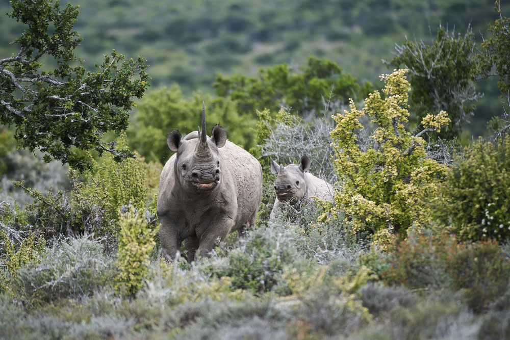 Rhino at Kwandwe Great Fish River Lodge / Courtesy of Kwandwe luxury South Africa safari