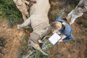 Rhino conservation at Kwandwe Great Fish River Lodge / Courtesy of Kwandwe luxury South Africa safari