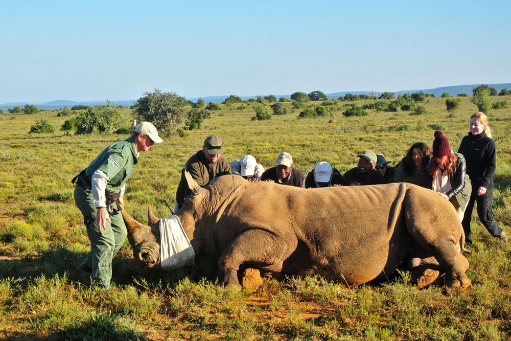 Rhino conservation at Kwandwe Great Fish River Lodge / Courtesy of Kwandwe luxury South Africa safari