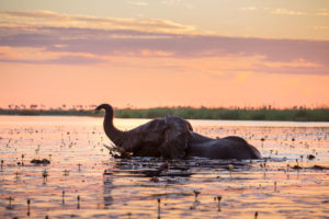 Elephant in the Linyanti near DumaTau / Courtesy of Wilderness Safaris luxury Botswana safari