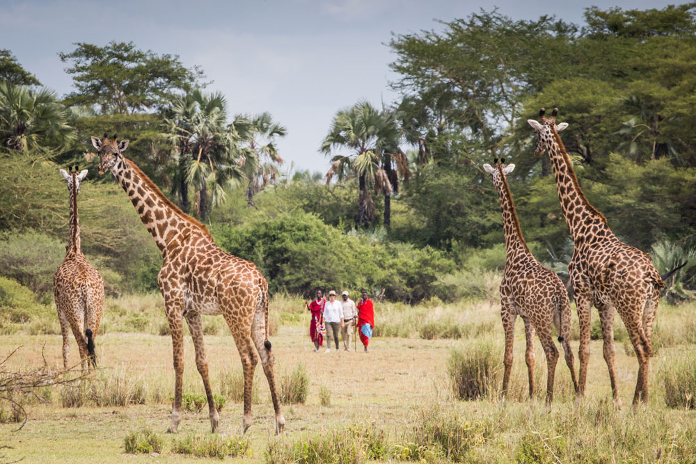 Walking safari at Chem Chem Lodge / Courtesy of Chem Chem Safaris luxury Tanzania safari