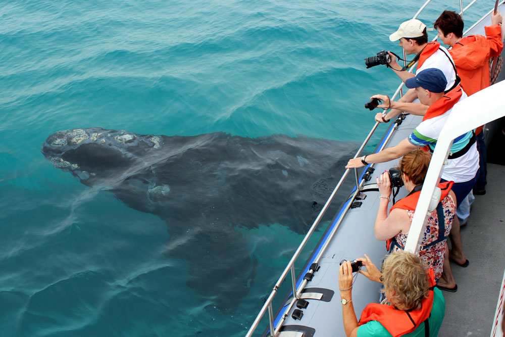 Whale watching at Grootbos Private Nature Reserve / Courtesy of Grootbos luxury South Africa Beach resort