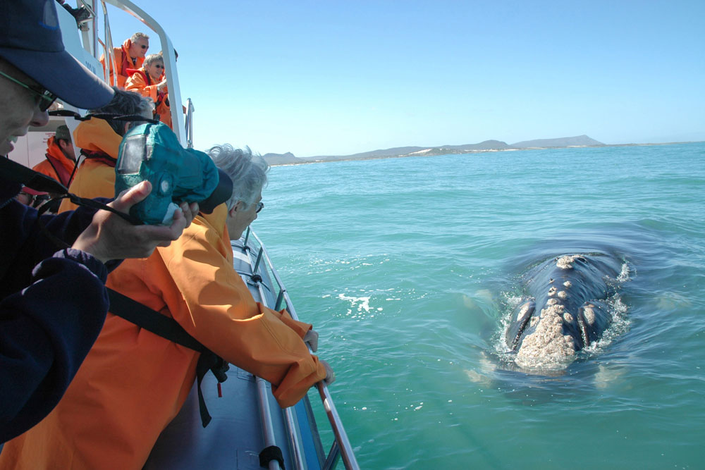 Whale watching at Grootbos Private Nature Reserve / Courtesy of Grootbos luxury South Africa Beach resort