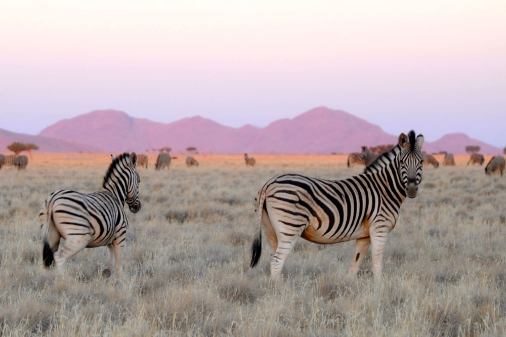 Zebra at Wolwedans / Courtesy of Classic Portfolio luxury Namibia Safari