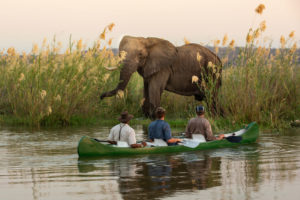 Elephant near Tembo Plains Camp / Courtesy of Great Plains Conservation luxury Zimbabwe safari