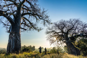 Baobab near Pafuri Tented Camp / Courtesy of RETURNAfrica luxury safari