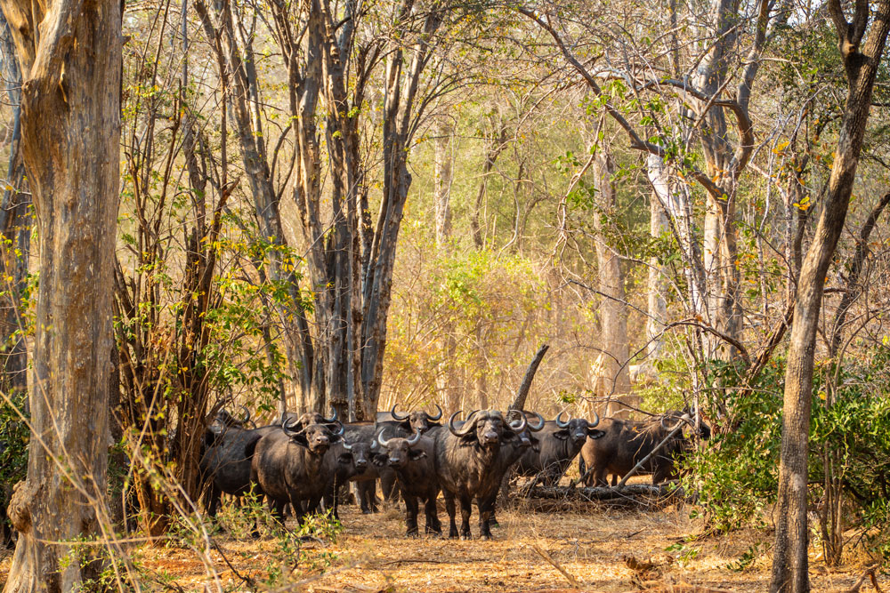Buffalo near Tembo Plains Camp / Courtesy of Great Plains Conservation luxury Zimbabwe safari