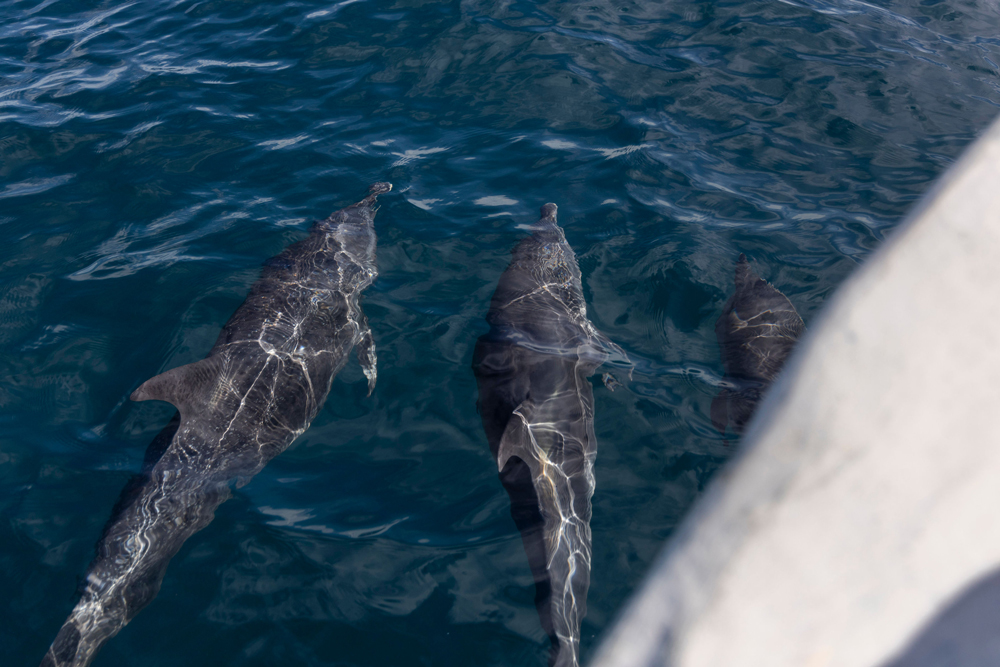 Dolphin watching at Isla Palenque / Courtesy of Isla Palenque luxury Panama beach resort