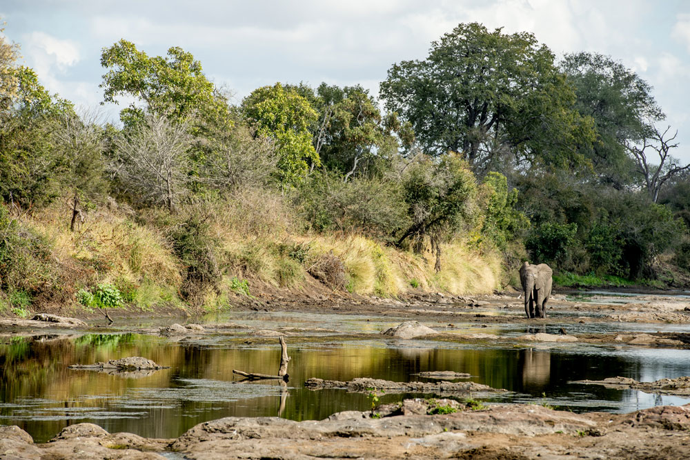 Elephant at Singita Lebombo / Courtesy of Singita luxury South Africa safari