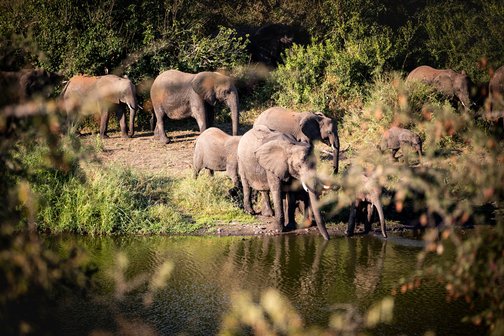 Elephants at Singita Lebombo / Courtesy of Singita luxury South Africa safari