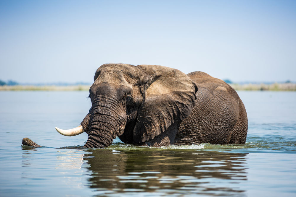 Elephant in the Zambezi River / Project Rewild Zambezi / Beverley Joubert / Courtesy of Great Plains Foundation