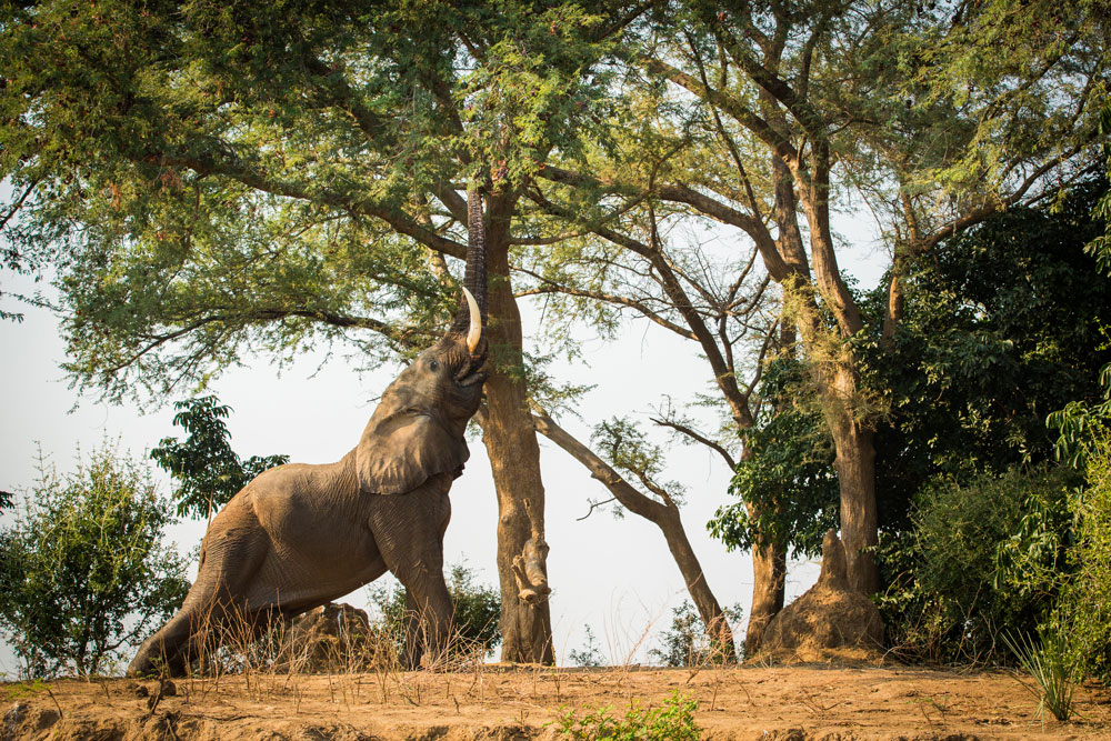 Elephant near Tembo Plains Camp / Courtesy of Great Plains Conservation luxury Zimbabwe safari