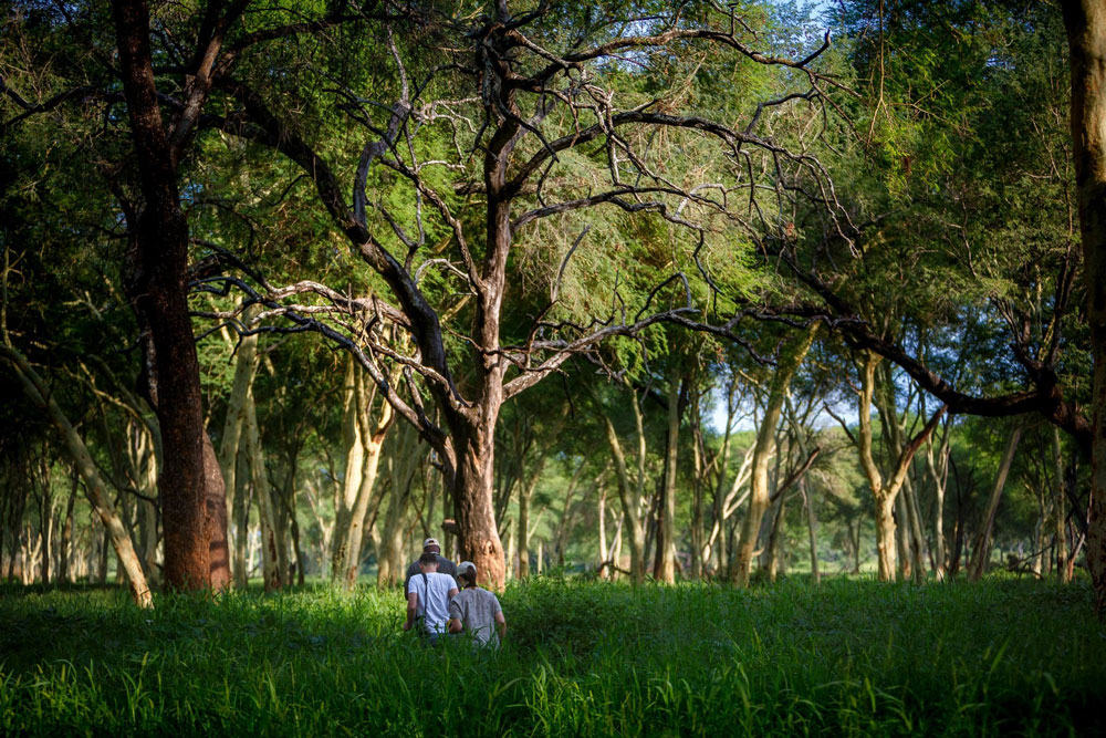 Fever tree walk near Pafuri Tented Camp / Courtesy of RETURNAfrica luxury safari