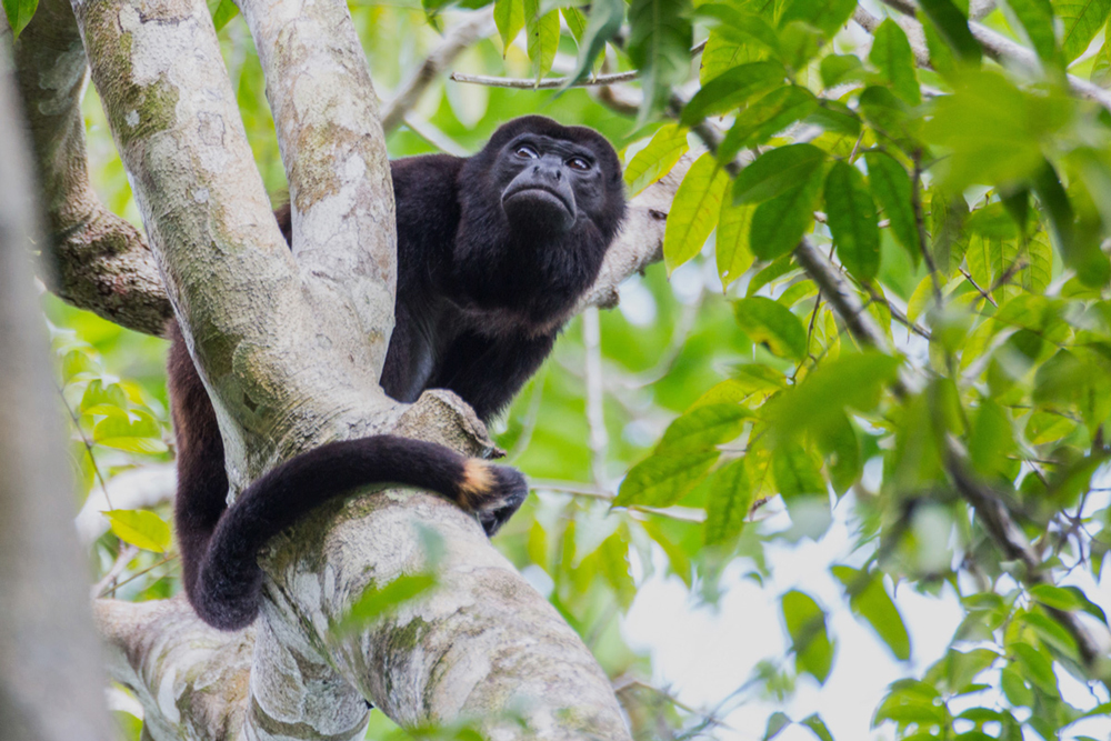 Howler monkey at Isla Palenque / Courtesy of Isla Palenque luxury Panama beach resort