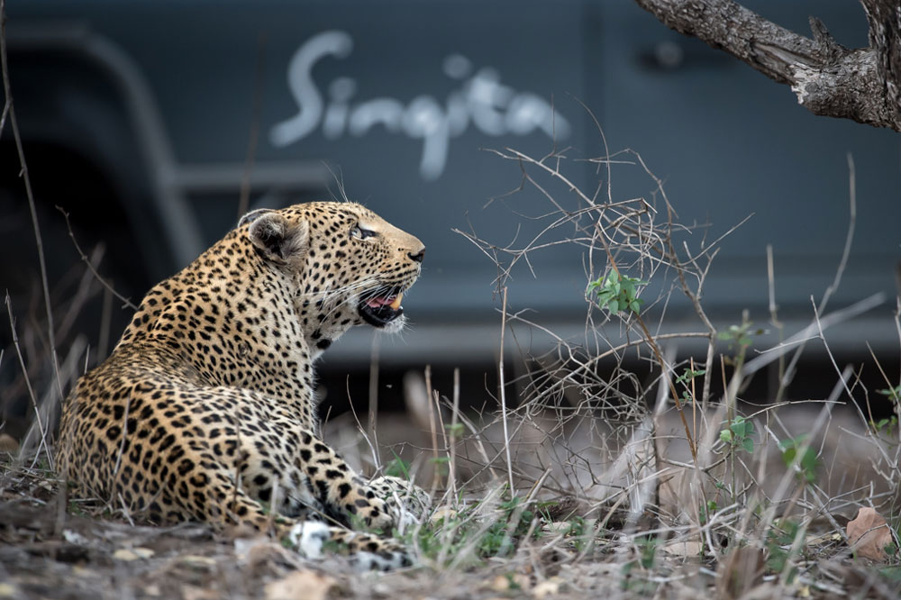 Leopard at Singita Lebombo / Courtesy of Singita luxury South Africa safari