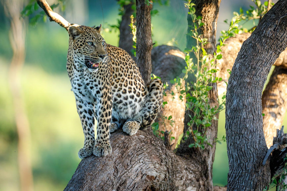 Leopard at Pafuri Tented Camp / Courtesy of RETURNAfrica luxury safari