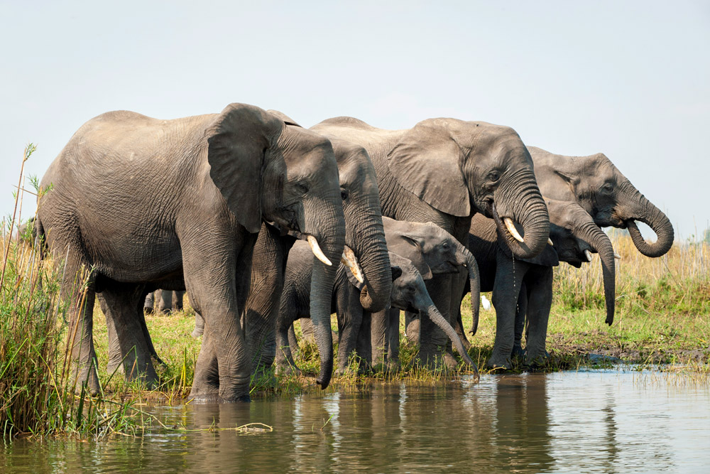 Elephants in Liwonde National Park near Kuthengo Camp / Courtesy of Robin Pope Safaris
