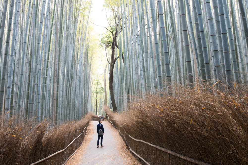 Bamboo grove in Kyoto, Japan