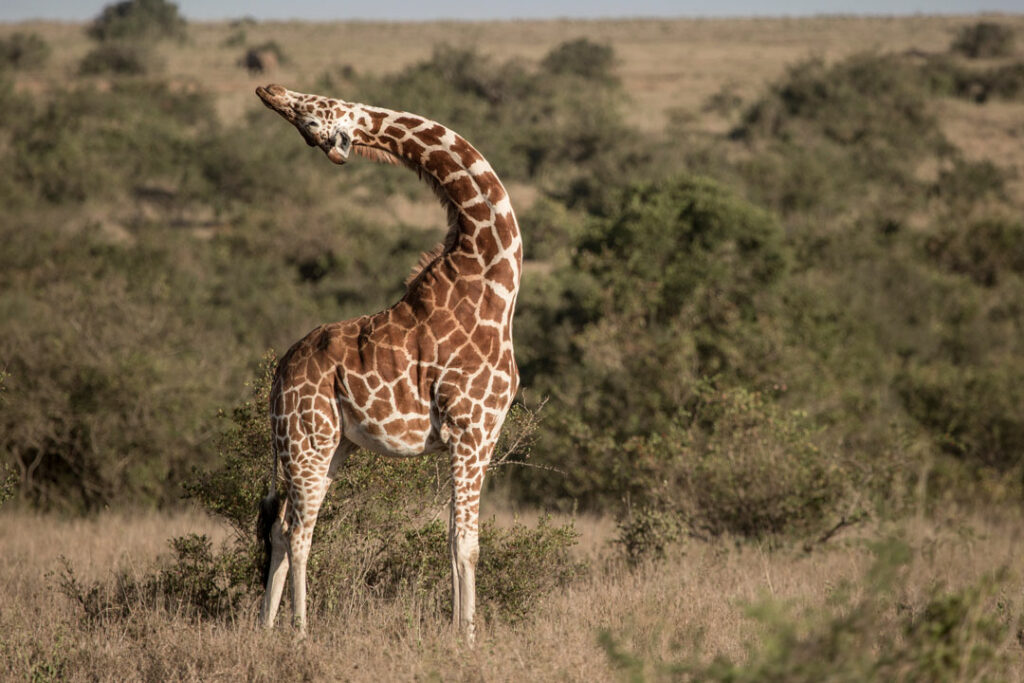 Solio Lodge / Courtesy of the Safari Collection