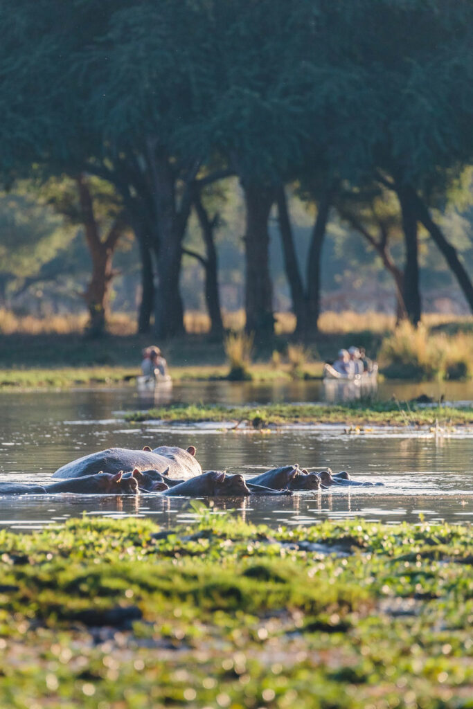 Canoeing Lower Zambezi National Park, Zambia / Courtesy of Classic Zambia