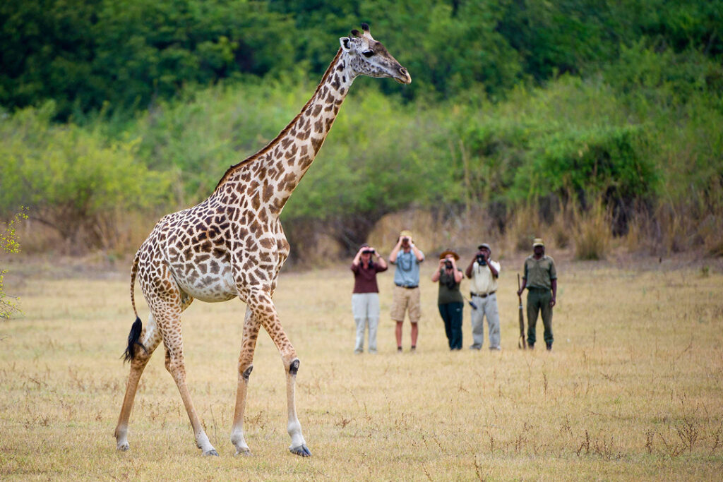 Walking safari in South Luangwa / Courtesy of the Bushcamp Company