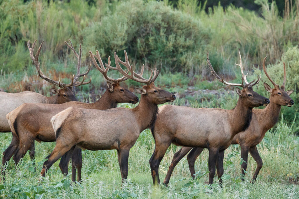 Elk at Ladder Ranch / Courtesy of Ted Turner Reserves