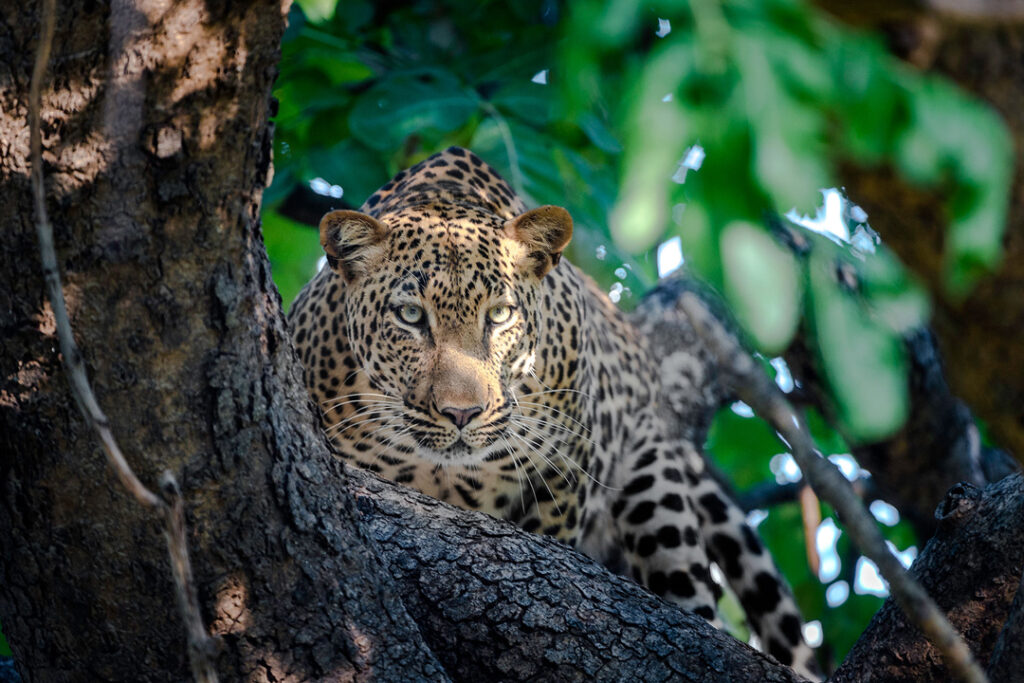 Leopard in South Luangwa / Courtesy of the Bushcamp Company