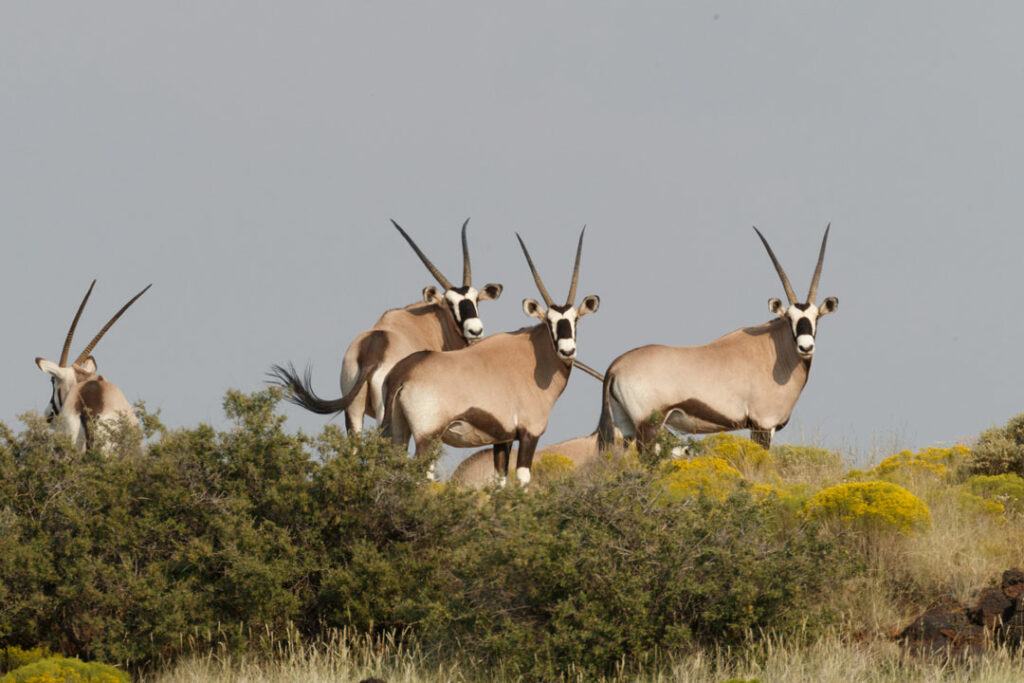 Oryx at Armendaris / Sean Fitzgerald / Courtesy of Ted Turner Reserves