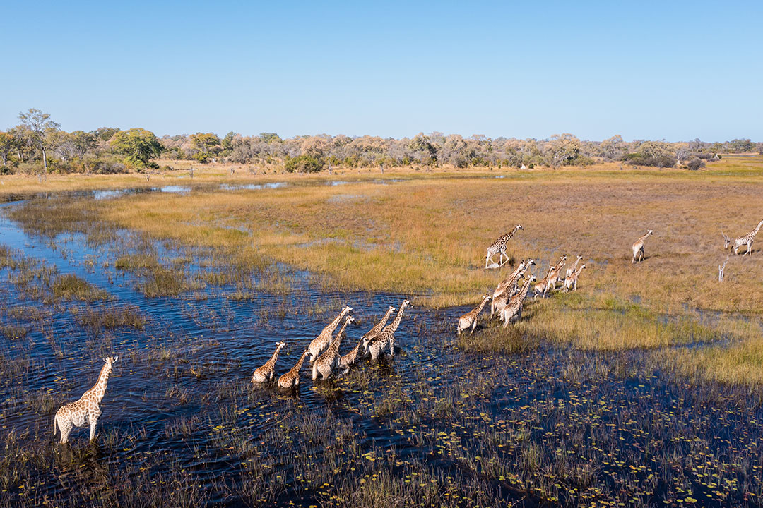 Okavango Explorers Camp / Courtesy of Great Plains Conservation