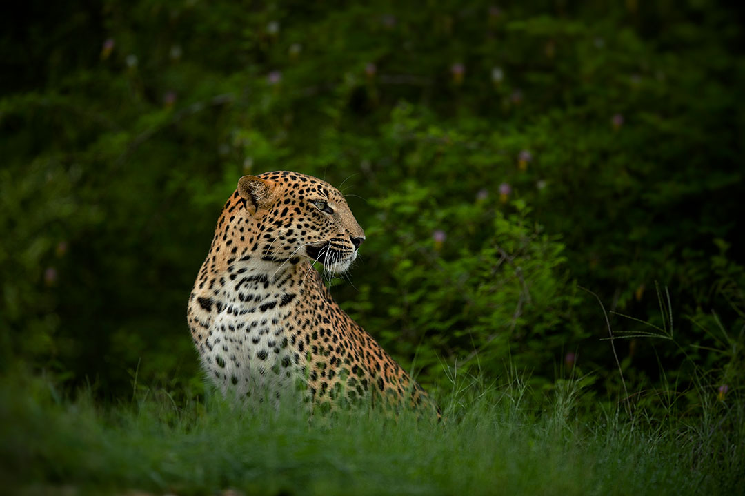 Leopard ner Suján Jawai / Courtesy of Suján