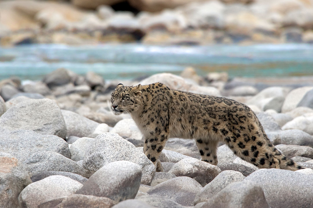 Snow Leopard / Surya Ramachandran / Courtesy of Snow Leopard Lodge