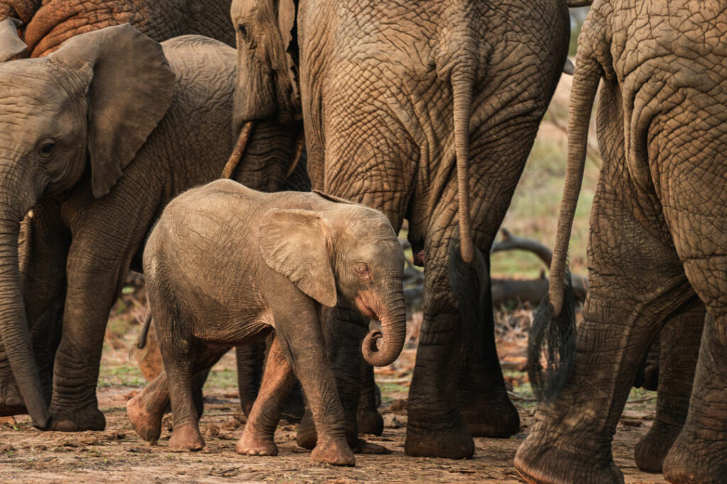 Elephant orphan with the Jabulani herd at HERD / Mike Eloff / Courtesy of HERD