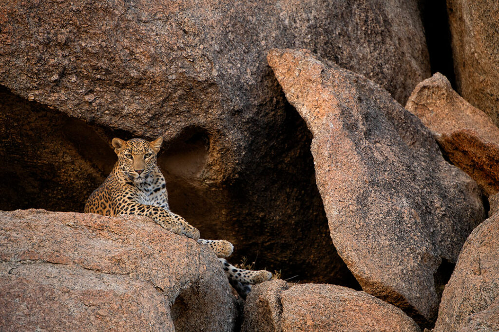 Leopard near Suján Jawai / Courtesy of Suján