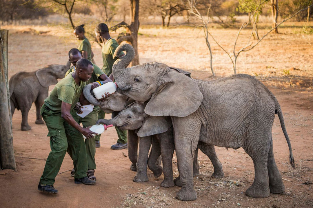 Fauna Travel Five Elephant Orphanages To Visit In Africa - Fauna Travel