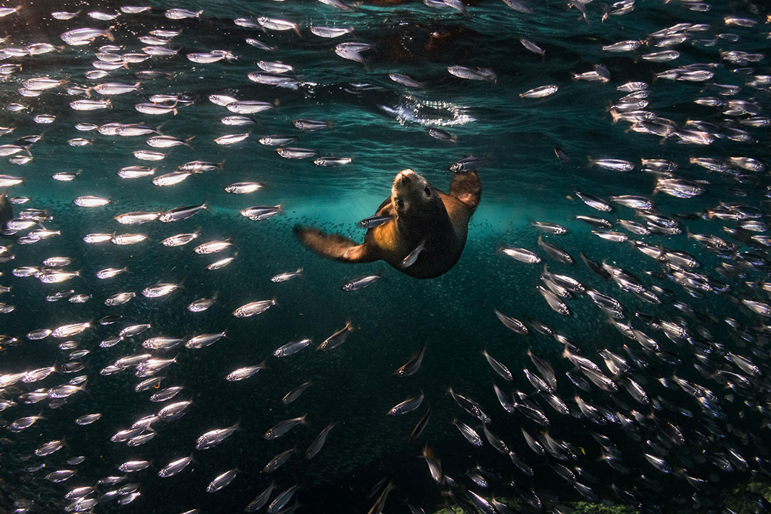 Diving at Camp Cecil de La Isla / Courtesy of TOSEA
