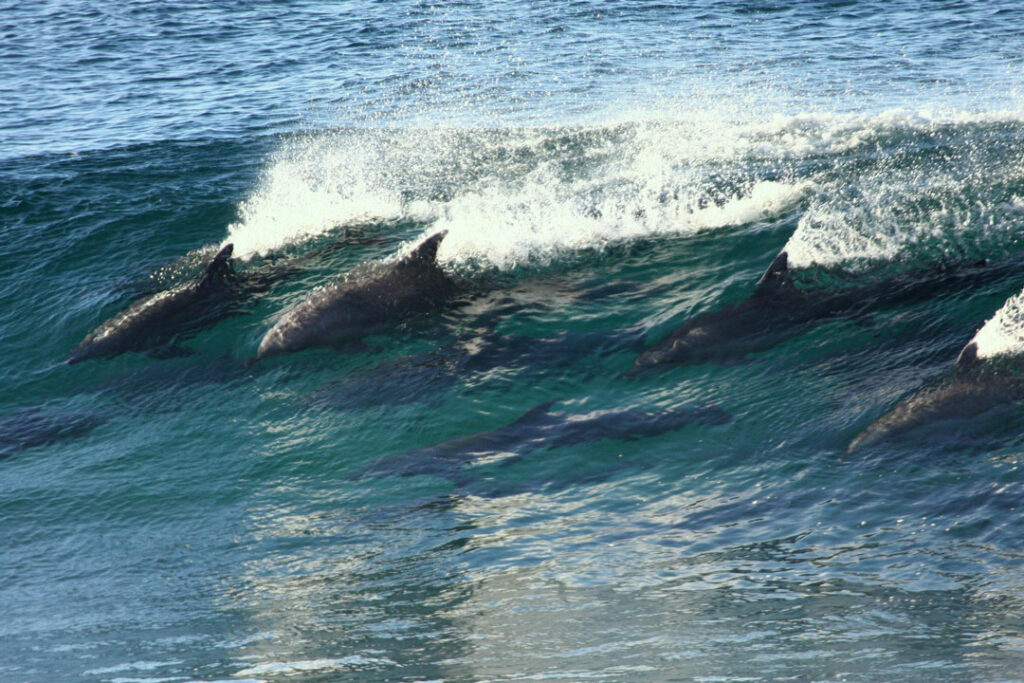 Surfing dolphins in Plettenburg Bay / Courtesy of The Plettenburg