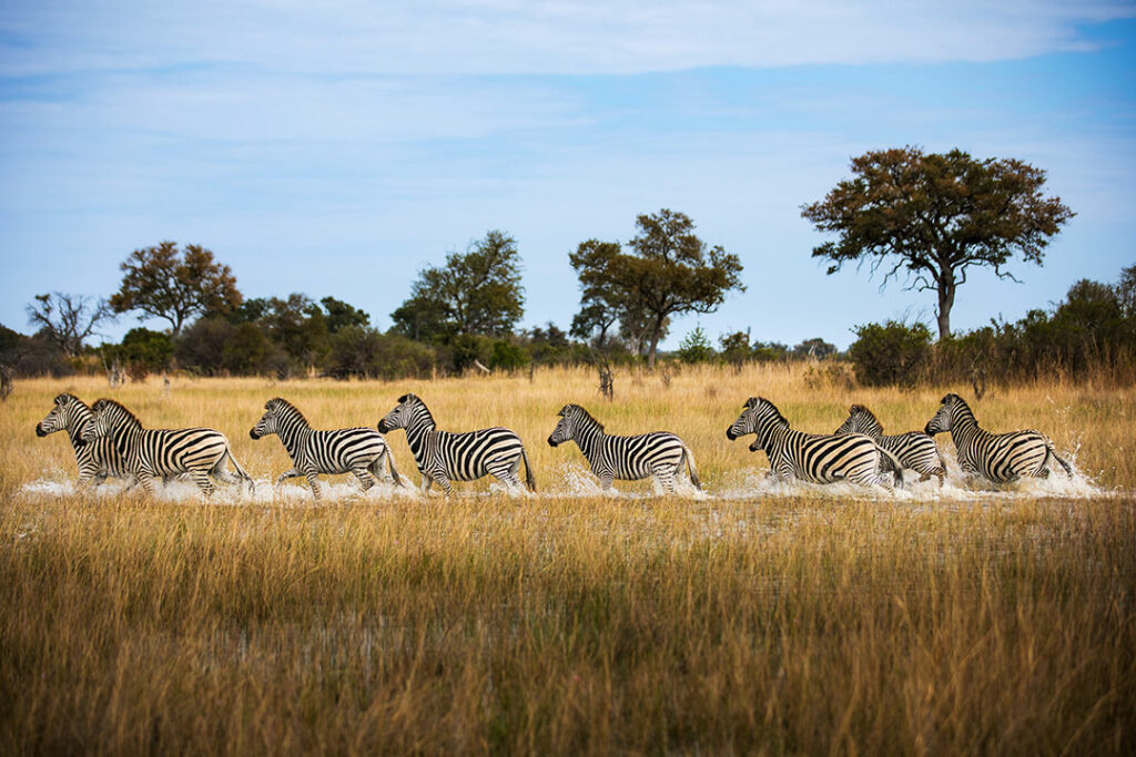 Okavango Explorers Camp / Courtesy of Great Plains Conservation