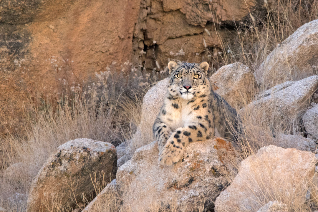 Snow leopard in Hemis National Park, India / Surya Ramachandran / Courtesy of Snow Leopard Lpdge