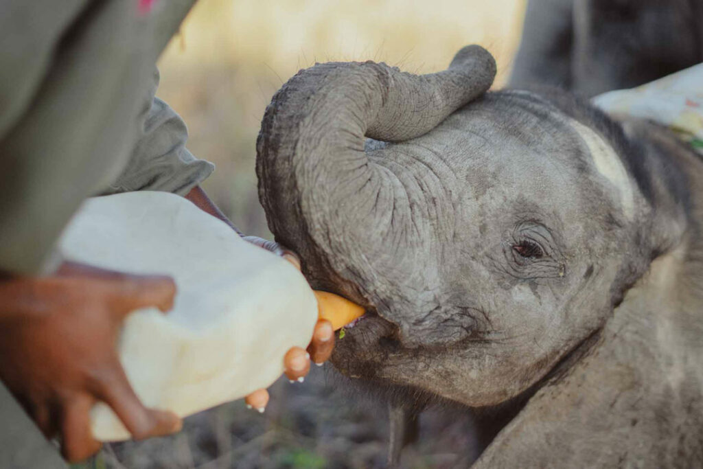 Elephant calf feeding / Courtesy of Wild is Life Trust