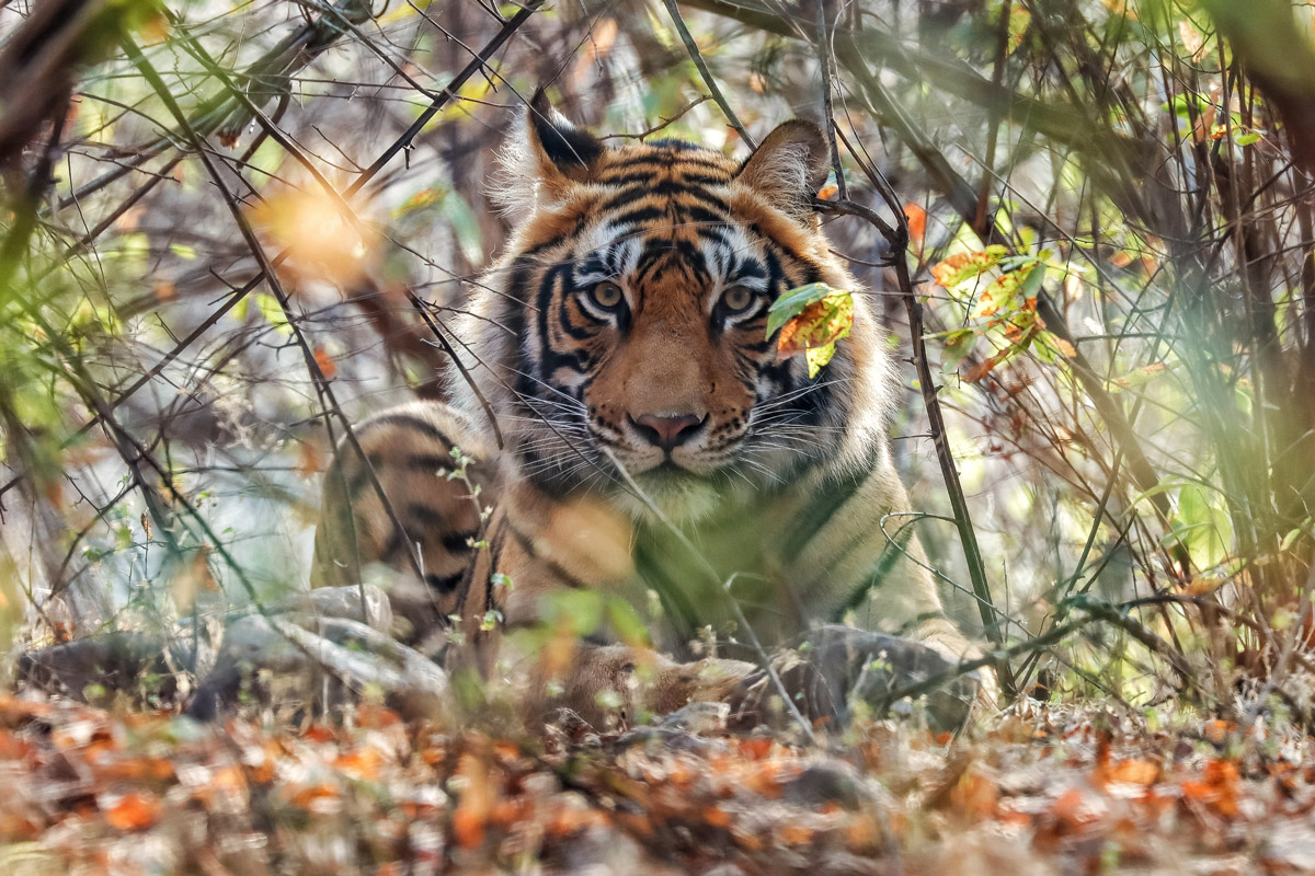 Tiger in Kanha National Park / Gaurav Sharma