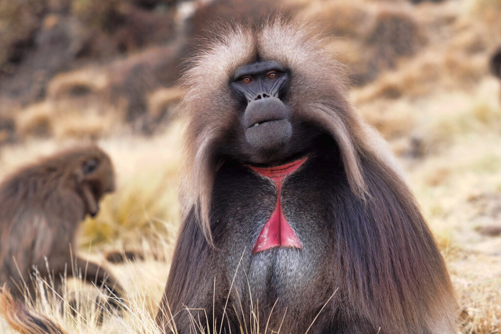 Gelada monkey in the Simien Mountains, Ethiopia / Shutterstock