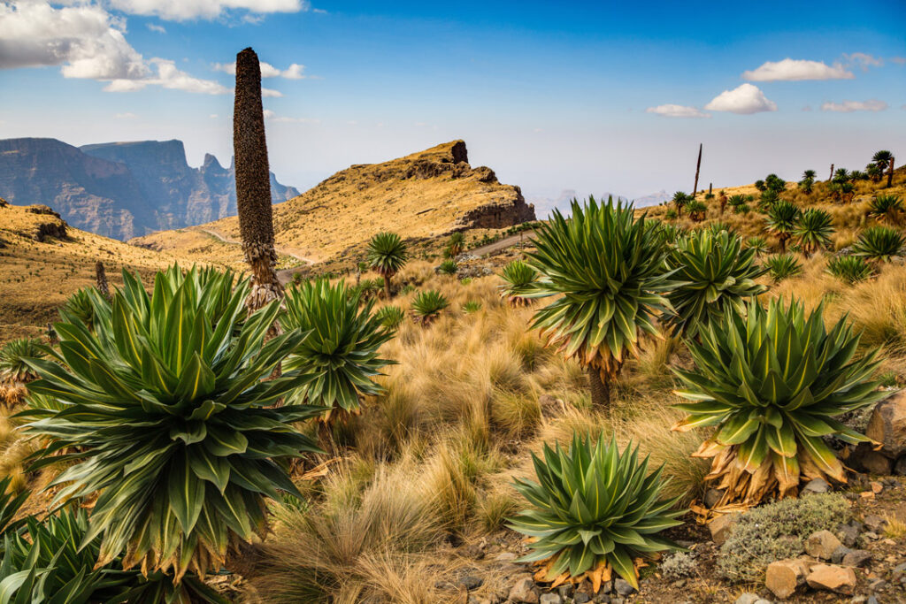 Giant Lobelia in the Simien Mountains, Ethiopia / Shutterstock