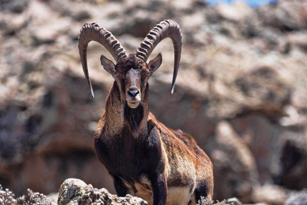 Ibex in the Simien Mountains, Ethiopia / Shutterstock