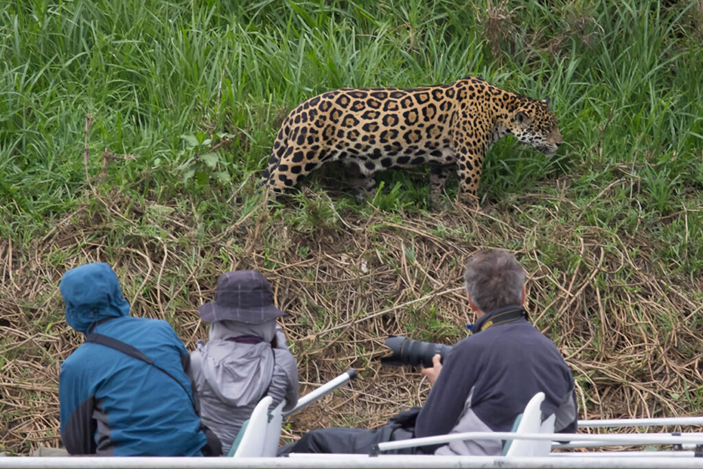 Southwild Jaguar Suites / Courtesy of Southwild