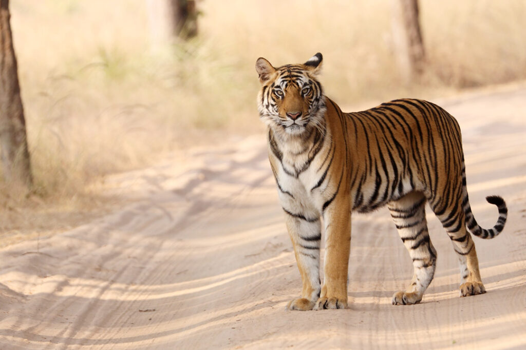 Tiger in Bandhavgarh National Park / Lakshmi Narashimha / Unsplash