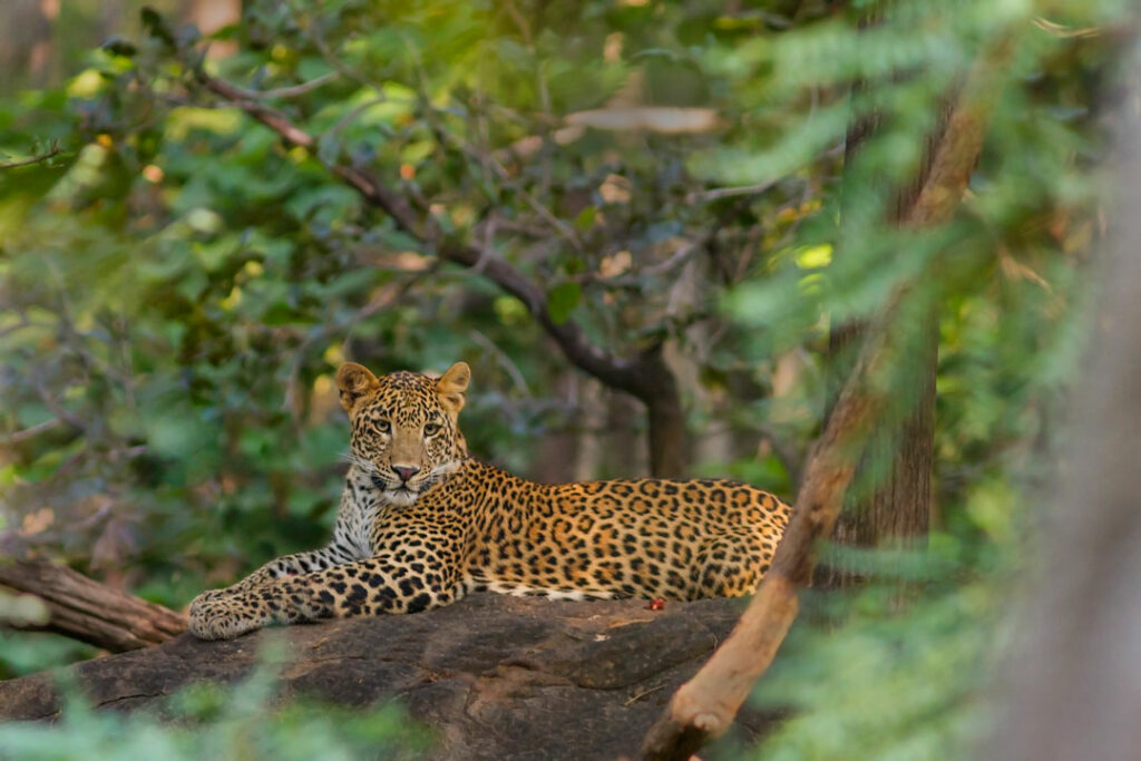 Leopard in Satpura National Park / Courtesy of Encounters Asia